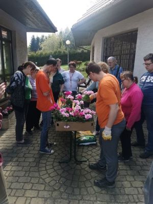 Uczestnicy oglądają sadzonki pelargonii.